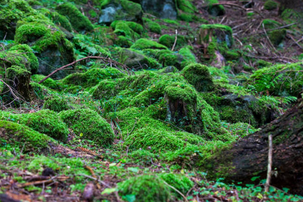 istock Forest green moss vegetation in the fir tree woods 653081428