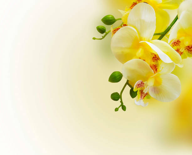 istock Orchid background.Floral yellow background wih orchid 653083986