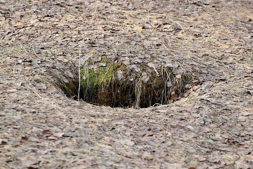 Hole in the ground caused by fallen tree. Forest floor covered with dry leaves