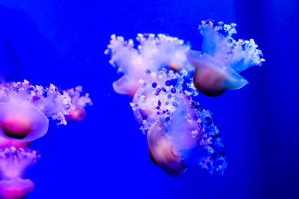 istock Jellyfish Dangerous Poisonous Medusa 653097540