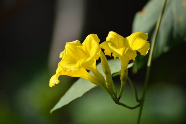 istock flowers photo 653102166
