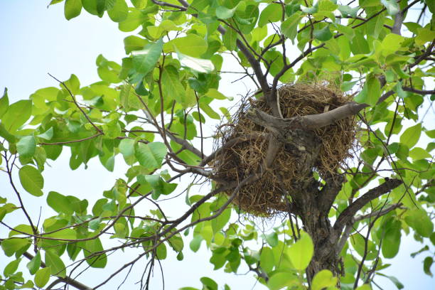 istock Bird nest on branch with eggs of bird. 653102272