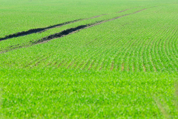 Dirt road in the wheat field in spring