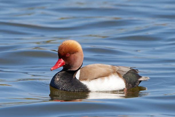 Red-crested pochard (Netta rufina) Red crested pochard in its natural habitat netta rufina stock pictures, royalty-free photos & images