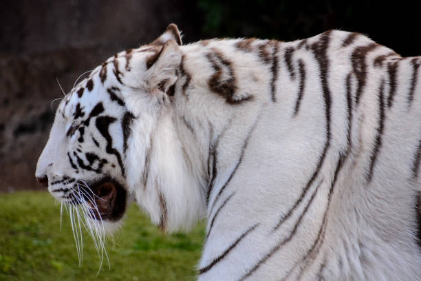 istock Rare White Striped Wild Tiger 653106246