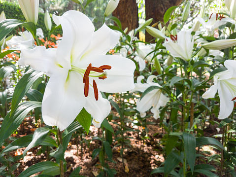 beautiful white lilly flowers