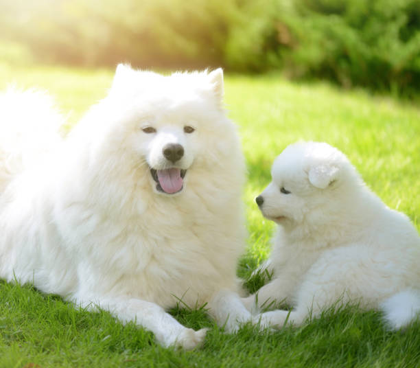 istock Samoyed dog and puppies 653113170