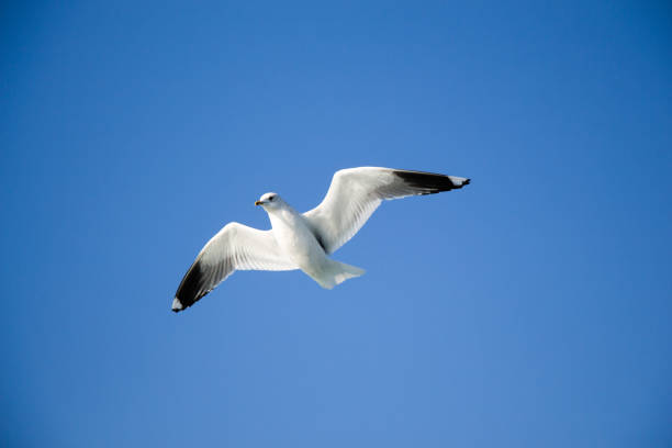 istock Seagull flying in sky over the sea waters 653116246