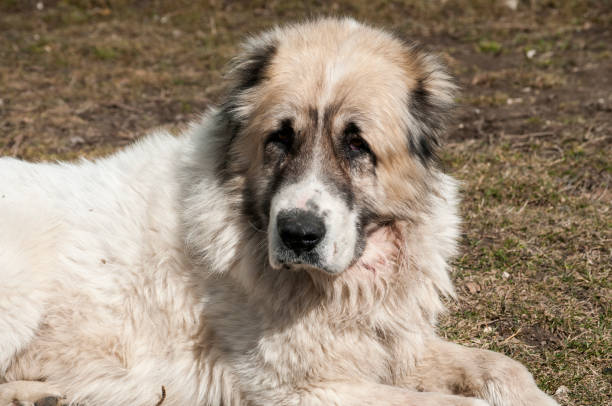 istock Big shepherd dog closeup 653117134