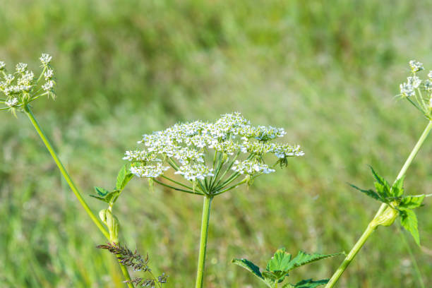 istock 