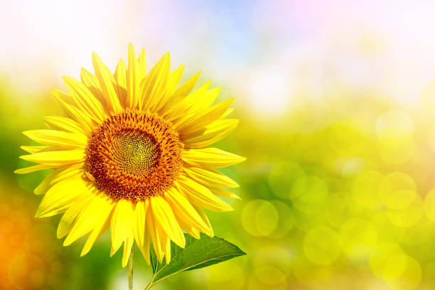 Bright colorful flowers sunflowers on a background of the summer landscape