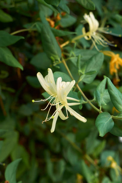 istock Lonicera japonica 653120370