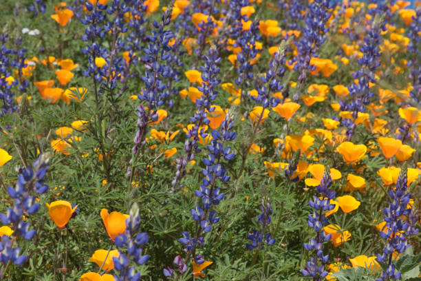 istock Wildflower super bloom, poppies, lupine 653120512