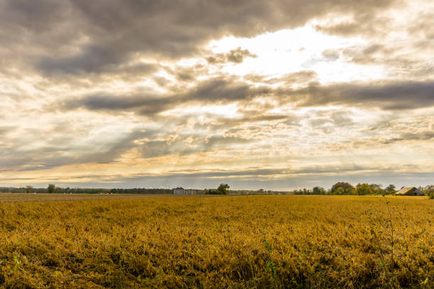 istock Field of Dreams with a Sunset 653123158