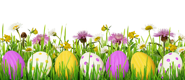 Easter eggs, grass and wild flowers border on white background