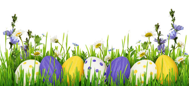 Easter eggs, grass and wild flowers border Easter eggs, grass and wild flowers border on white background at the bottom of photos stock pictures, royalty-free photos & images