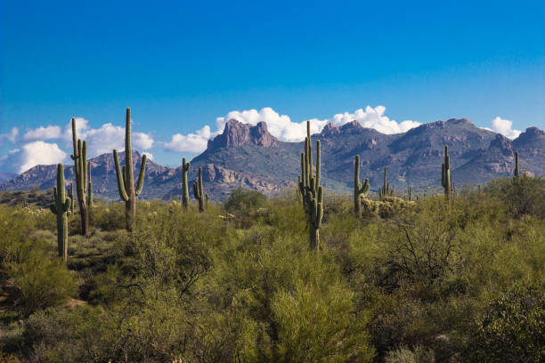istock Saguaro Cactus In Arizona Desert Against Blue Sky & Mountains 653124446