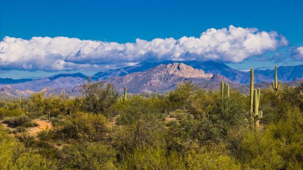 istock Arizona Desert With Mountains in Background 653124450