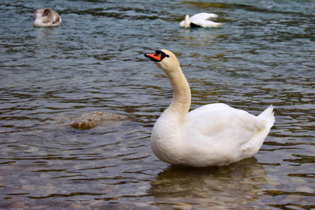 image of white swans and ducks in water. Their movements in the water were photographed using the long exposure technique. The background image was shot with a full frame camera.