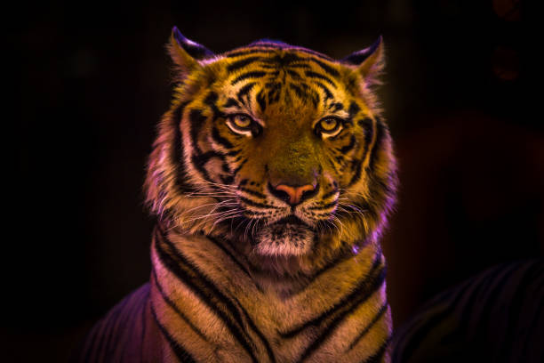 istock Bengal Tiger portrait shadow beautiful isolated black 653126994