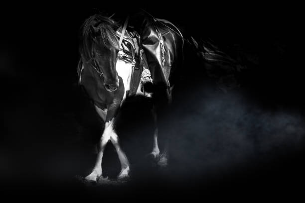 istock Black White Horse fantasy beautiful white and brown action concept 653127068
