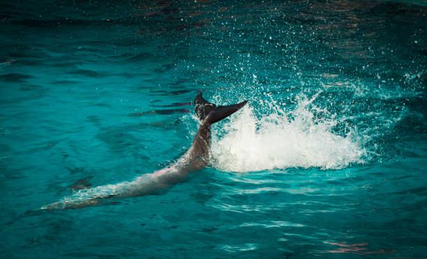 istock Dolphin motion happy fun jumping in ocean 653127530