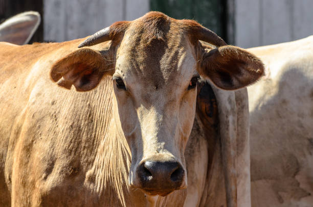 istock Close up on the head of an ox in a frontal view 653128014