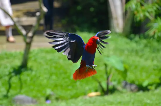Photo of A flying red parrot in a tropical park