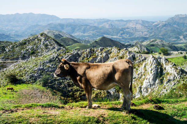 istock Cow in a meadow in Covadonga National Park 653132018