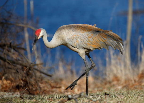 istock Sandhill Crane foraging next to a lake - Michigan 653134430
