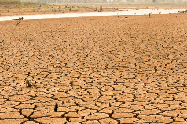 istock Herd of cows're walking on river  because global warming and El Nino effect. 653138094