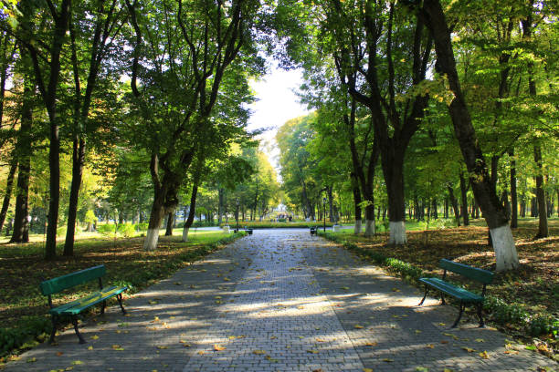 istock Autumnal park with promenade path and big trees 653141072