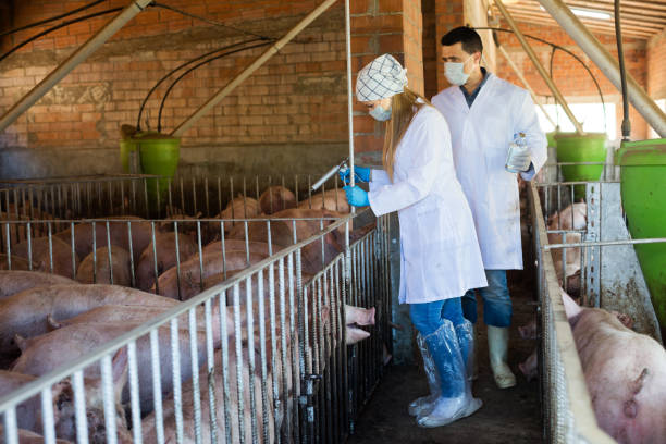 istock Veterinarians holding syringes and bottles 653141128
