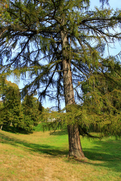 big Sequoia sempervirens in Kachanivka park big Sequoia sempervirens near the path in Kachanivka park sequoia sempervirens stock pictures, royalty-free photos & images