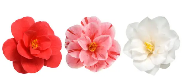 Photo of Camellia flowers isolated