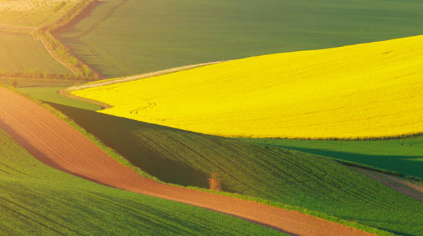 istock Green fields of wheat in the morning 653146240