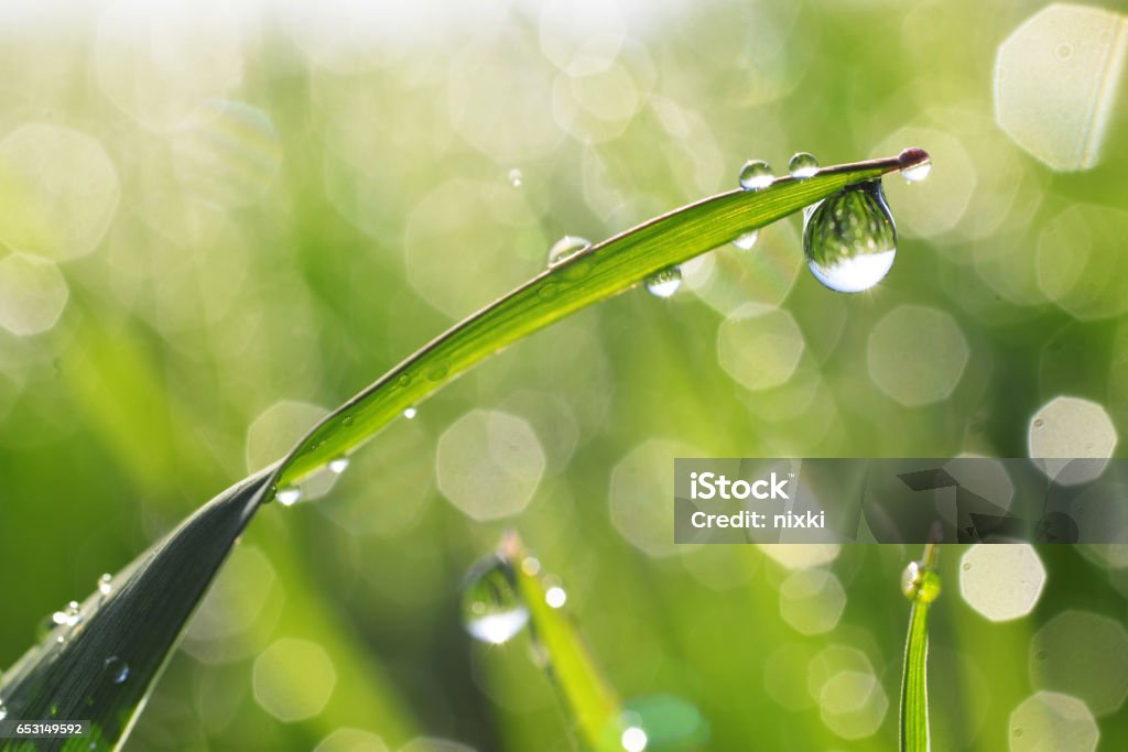 Dewdrops - Lizenzfrei Wasser Stock-Foto