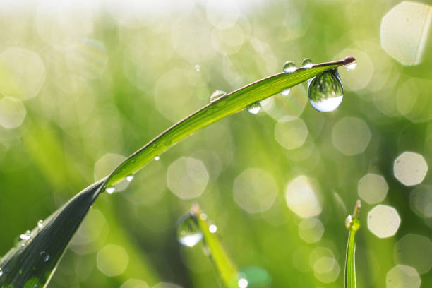 rugiada - grass water dew green foto e immagini stock