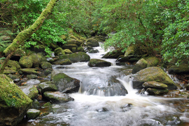 istock Idyllic river stream in the green woods rolling over rocky stones 653150842