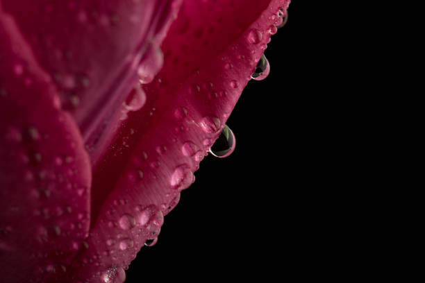 A red flower with water droplets on it. The droplets are small and scattered. The flower is the main focus of the image