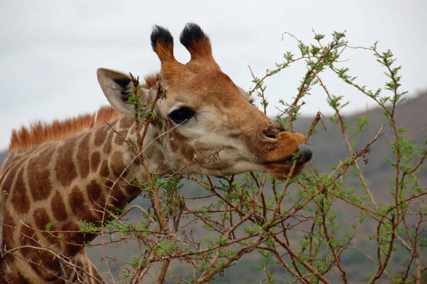 Giraffe showing it`s grey tongue while eating scrub head closeup in South Africa