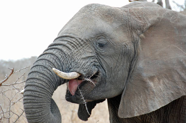 istock Elephant showing it`s red tongue while eating scrub at Kruger Nationalpark 653151364