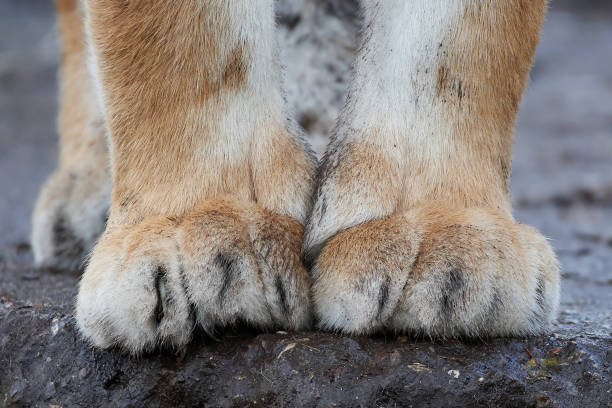 istock Paws of a Siberian tiger (Panthera tigris altaica) 653155872