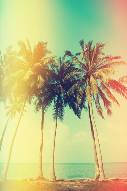 istock Palm trees on the beach with old film light leaks 653156006