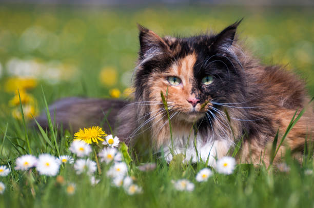 istock Cat sits in a flower meadow 653156184