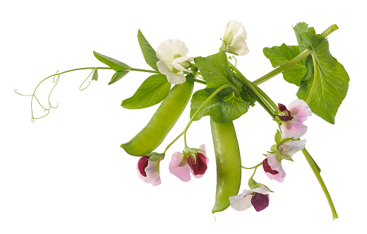 peas plant with flowers and pods  isolated on white