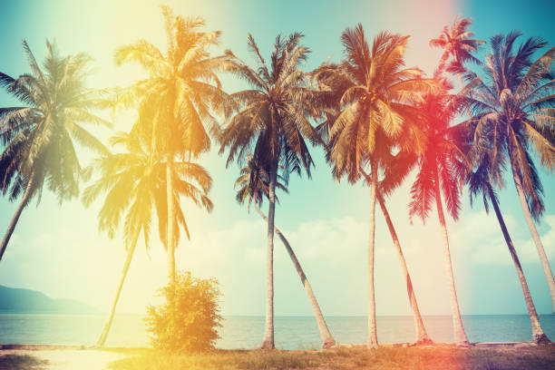 istock Palm trees on the beach with old film light leaks 653159234