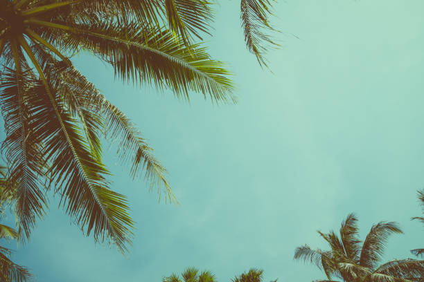 istock Vintage toned palm tree over sky 653159434