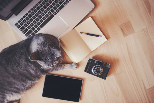 istock Working concept - cat near mobile devices on the floor. 653160464
