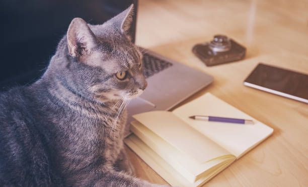 istock Working concept - cat near mobile devices on the floor. 653160550